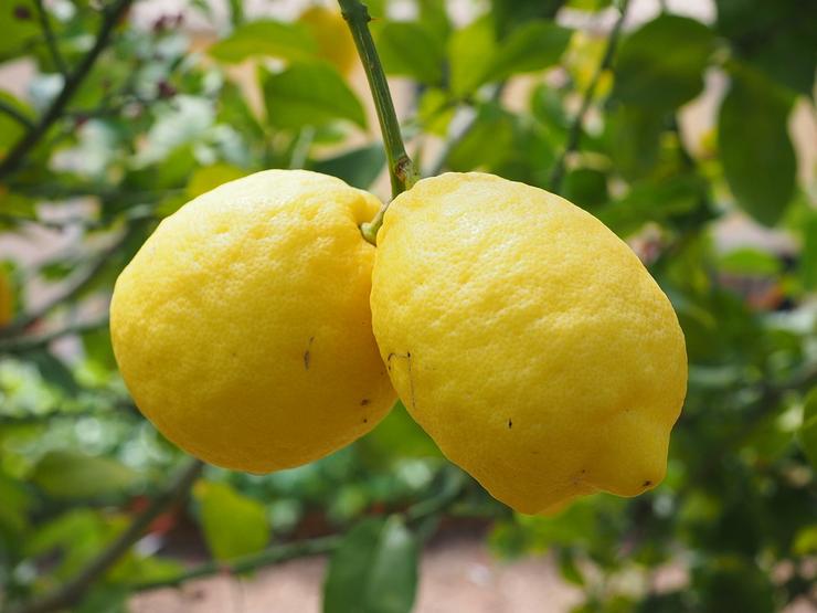 5 рецептов, чтобы лимон вылечил организм